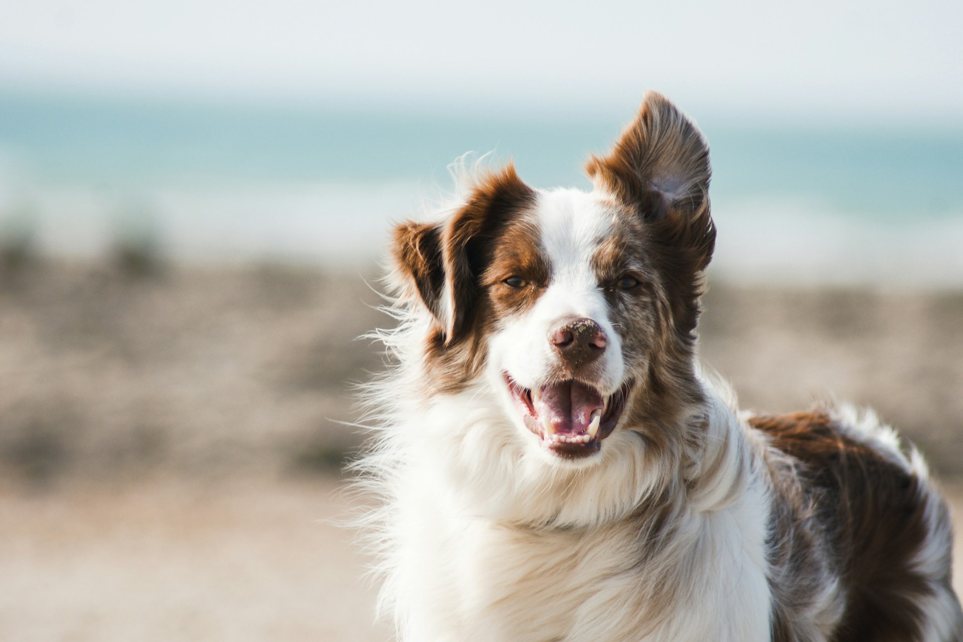 Happy Paws Veterinary Clinic